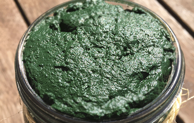 Fresh raw spirulina in a jar - fresh spirulina manufacturing