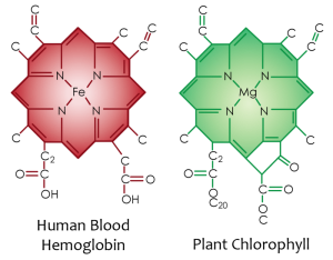 Plant chlorophyll molecule vs. Human hemoglobin molecule