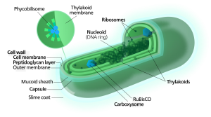 Spirulina Cyanobacterium Poptidoglycan Cell Wall, What is spirulina