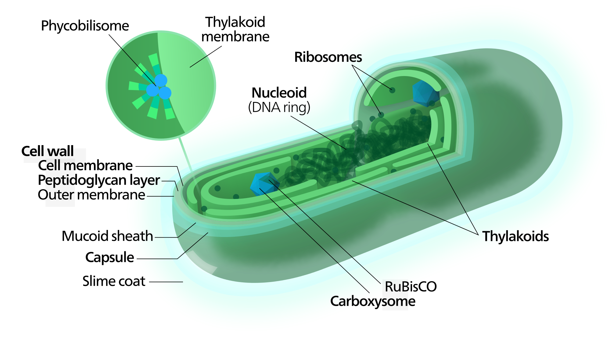 Spirulina Cyanobacterium Poptidoglycan Cell Wall, What is spirulina