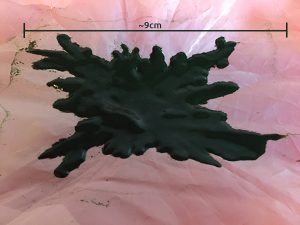 Fresh spirulina on harvesting cloth