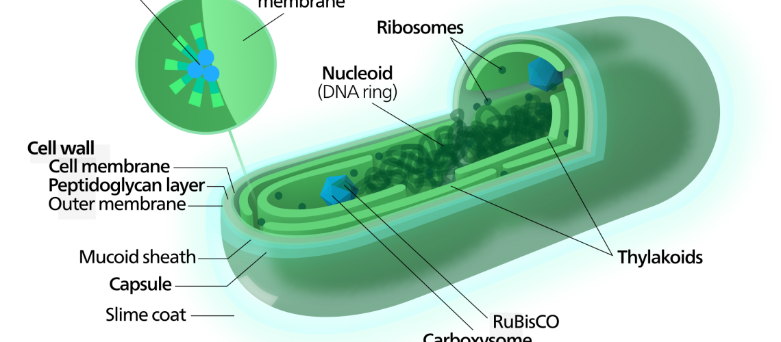 Spirulina Cyanobacterium Poptidoglycan Cell Wall, What is spirulina